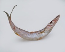 Barracuda Fish