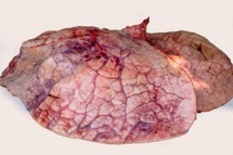 Cow Lungs (Fuku)