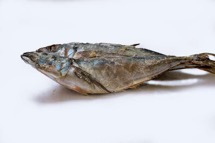 buy Kote Fish online in bulk
