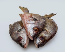 Ikekere (Grunter Fish)