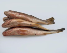 Imported Croaker