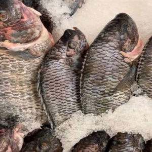 Tilapia Fish